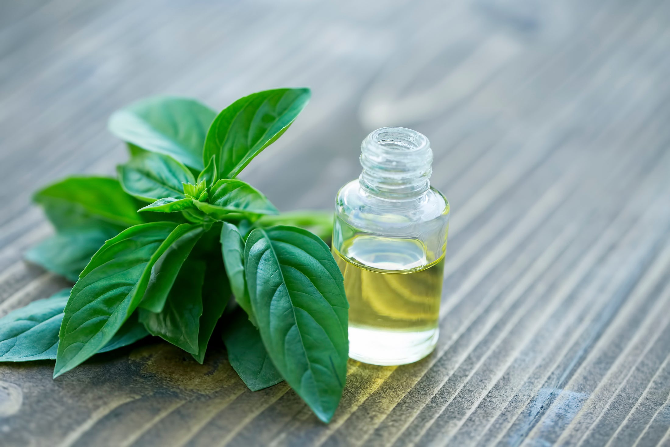 Holy Basil Oil benefits