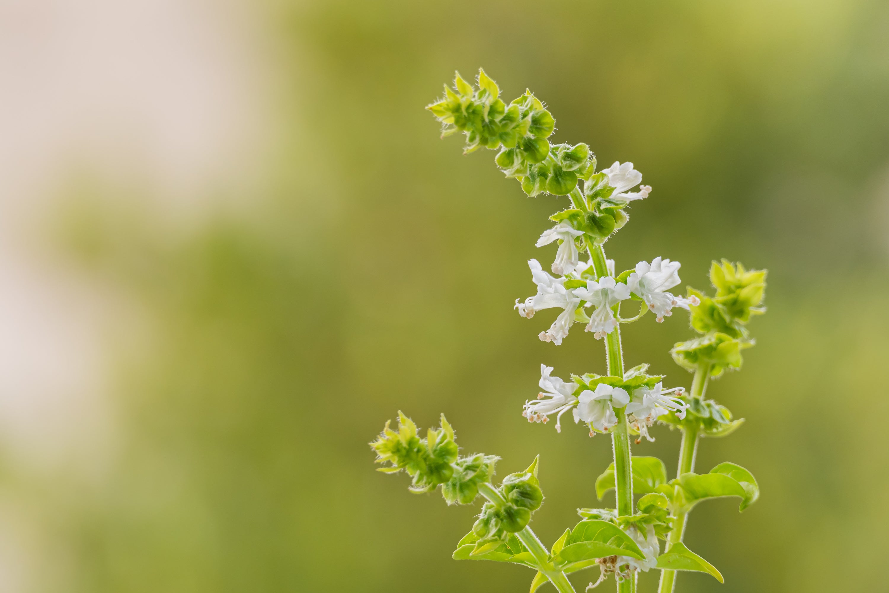 ocimum basilicum
